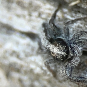 Clynotis severus at Casey, ACT - 13 Apr 2024 04:27 PM