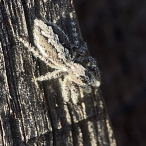 Clynotis severus at Casey, ACT - 13 Apr 2024 04:27 PM