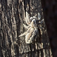 Clynotis severus at Casey, ACT - 13 Apr 2024 04:27 PM