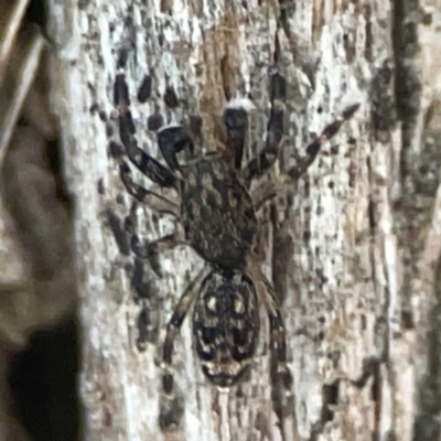 Unidentified Jumping or peacock spider (Salticidae) at Casey, ACT - 13 Apr 2024 by Hejor1