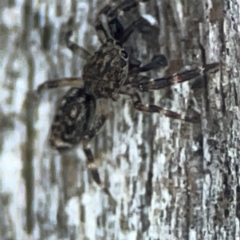 Salticidae (family) at Casey, ACT - 13 Apr 2024 03:29 PM