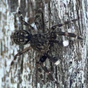 Salticidae (family) at Casey, ACT - 13 Apr 2024 03:29 PM