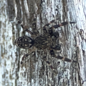 Salticidae (family) at Casey, ACT - 13 Apr 2024 03:29 PM