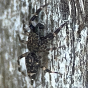 Salticidae (family) at Casey, ACT - 13 Apr 2024 03:29 PM