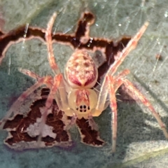 Araneus talipedatus (Slender green orb-weaver) at Casey, ACT - 13 Apr 2024 by Hejor1