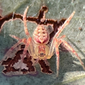 Araneus talipedatus at Casey, ACT - 13 Apr 2024 02:58 PM