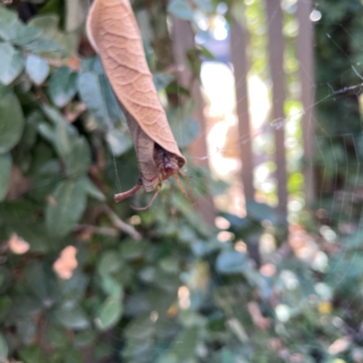 Deliochus sp. (genus) (A leaf curling spider) at Phillip, ACT - 13 Apr 2024 by Hejor1