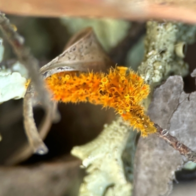 Teloschistes sp. (genus) (A lichen) at Casey, ACT - 13 Apr 2024 by Hejor1