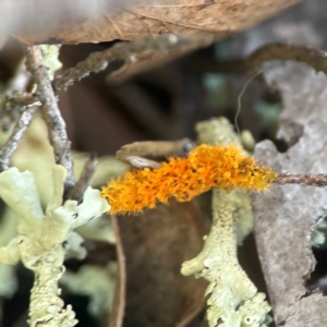 Teloschistes sp. (genus) at Casey, ACT - 13 Apr 2024