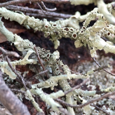 Flavoparmelia sp. (Flavoparmelia Lichen) at Casey, ACT - 13 Apr 2024 by Hejor1