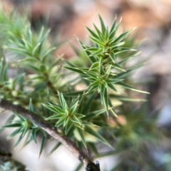 Melichrus urceolatus at Casey, ACT - 13 Apr 2024