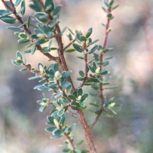 Brachyloma daphnoides at Casey, ACT - 13 Apr 2024 02:45 PM