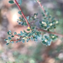 Brachyloma daphnoides at Casey, ACT - 13 Apr 2024 02:45 PM