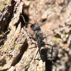 Polyrhachis phryne (A spiny ant) at Casey, ACT - 13 Apr 2024 by Hejor1