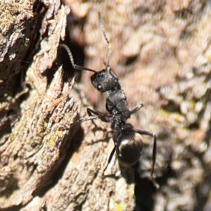 Polyrhachis phryne at Casey, ACT - 13 Apr 2024