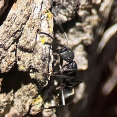 Polyrhachis phryne at Casey, ACT - 13 Apr 2024