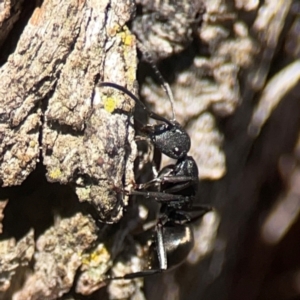 Polyrhachis phryne at Casey, ACT - 13 Apr 2024 02:45 PM