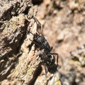 Polyrhachis phryne at Casey, ACT - 13 Apr 2024 02:45 PM