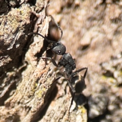 Polyrhachis phryne at Casey, ACT - 13 Apr 2024 02:45 PM