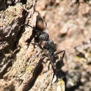 Polyrhachis phryne at Casey, ACT - 13 Apr 2024