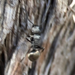 Polyrhachis phryne at Casey, ACT - 13 Apr 2024 02:45 PM