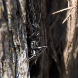 Camponotus sp. (genus) at Casey, ACT - 13 Apr 2024 02:45 PM