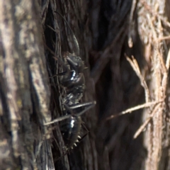 Camponotus sp. (genus) at Casey, ACT - 13 Apr 2024 02:45 PM