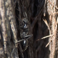 Camponotus sp. (genus) at Casey, ACT - 13 Apr 2024