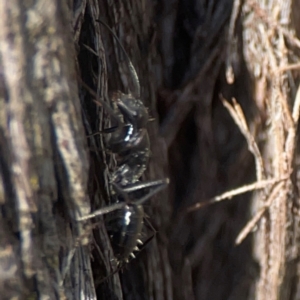 Camponotus sp. (genus) at Casey, ACT - 13 Apr 2024