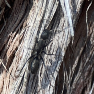 Camponotus sp. (genus) at Casey, ACT - 13 Apr 2024 02:45 PM