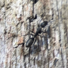 Camponotus sp. (genus) at Casey, ACT - 13 Apr 2024 02:45 PM