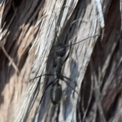 Camponotus sp. (genus) at Casey, ACT - 13 Apr 2024 02:45 PM