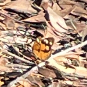 Heteronympha merope at Casey, ACT - 13 Apr 2024 02:46 PM