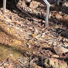 Heteronympha merope at Casey, ACT - 13 Apr 2024 02:46 PM