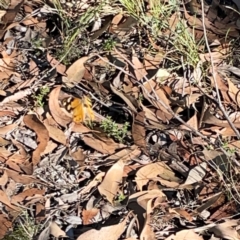 Heteronympha merope at Casey, ACT - 13 Apr 2024 02:46 PM