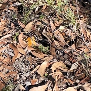 Heteronympha merope at Casey, ACT - 13 Apr 2024 02:46 PM