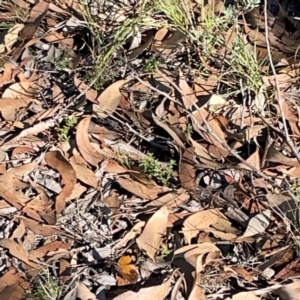 Heteronympha merope at Casey, ACT - 13 Apr 2024 02:46 PM