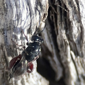 Chalcididae (family) at Casey, ACT - 13 Apr 2024