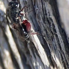 Chalcididae (family) at Casey, ACT - 13 Apr 2024