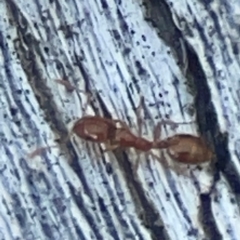 Monomorium sp. (genus) (A Monomorium ant) at Casey, ACT - 13 Apr 2024 by Hejor1