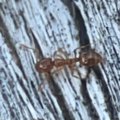 Monomorium sp. (genus) at Casey, ACT - 13 Apr 2024 02:49 PM