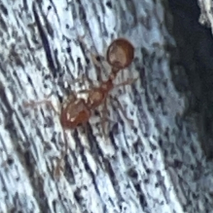 Monomorium sp. (genus) at Casey, ACT - 13 Apr 2024 02:49 PM