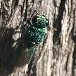 Chrysididae (family) at Casey, ACT - 13 Apr 2024 02:51 PM