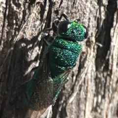 Chrysididae (family) at Casey, ACT - 13 Apr 2024 02:51 PM