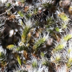 Unidentified Moss, Liverwort or Hornwort at Casey, ACT - 13 Apr 2024 by Hejor1