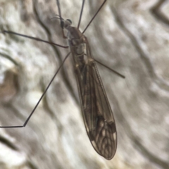 Tipulidae sp. (family) (Unidentified Crane Fly) at Casey, ACT - 13 Apr 2024 by Hejor1