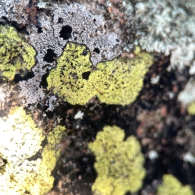 Unidentified Lichen at Casey, ACT - 13 Apr 2024 by Hejor1