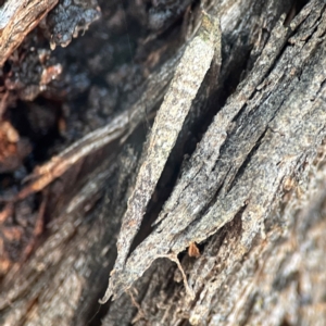 Psychidae (family) IMMATURE at Casey, ACT - 13 Apr 2024