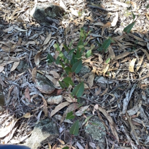 Hardenbergia violacea at Casey, ACT - 13 Apr 2024