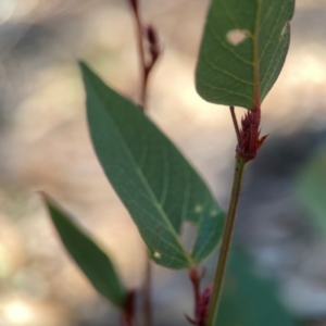 Hardenbergia violacea at Casey, ACT - 13 Apr 2024